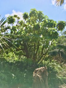 Etudes urbaines TRAMES - Terrain Boyer